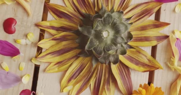 Άποψη από ψηλά ενός τραπεζιού καλυμμένου με φρέσκα και πολύχρωμα ανοιξιάτικα λουλούδια - Πλάνα, βίντεο