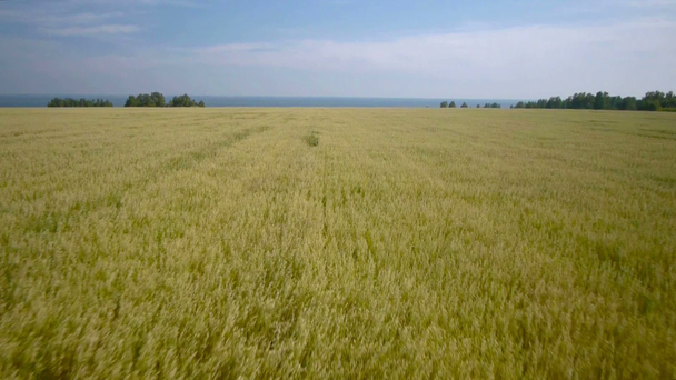Légi átrepülési sárga búza mezők - Felvétel, videó