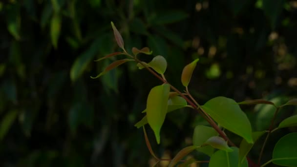 Widok zielonych liści drzewa Jamun na gałęzi poruszającej się od wiatru - Materiał filmowy, wideo