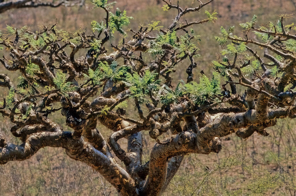 Boswellia es un género de árboles del orden Sapindales, conocido por su resina fragante.. - Foto, imagen