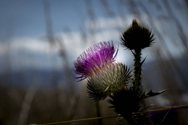 milk thistle natural macro floral background - Photo, Image