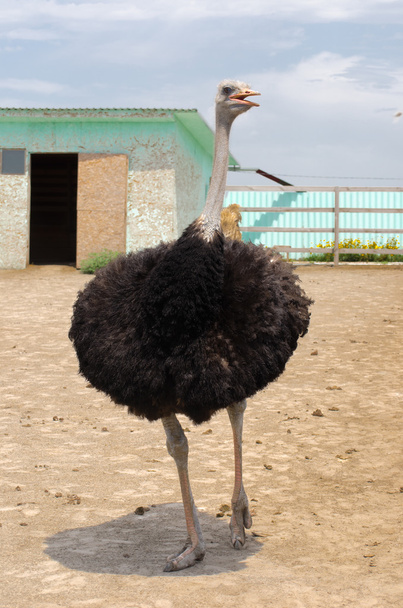 Avestruz doméstico grande
 - Foto, Imagen