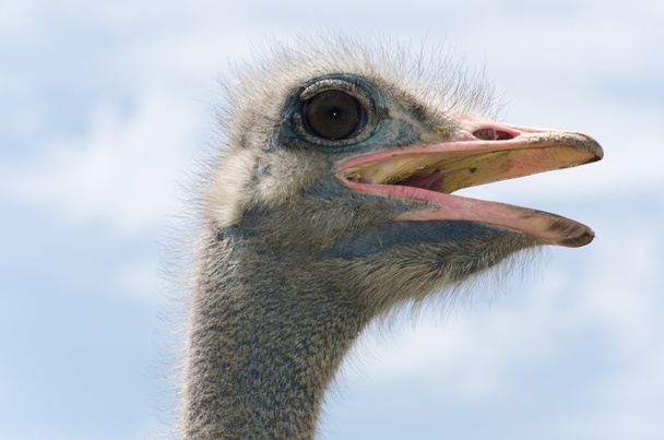Big domestic ostrich - Фото, изображение