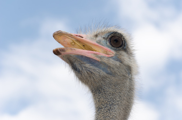 Big domestic ostrich - Photo, Image