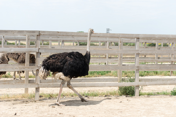 Big domestic ostrich - Foto, Imagem