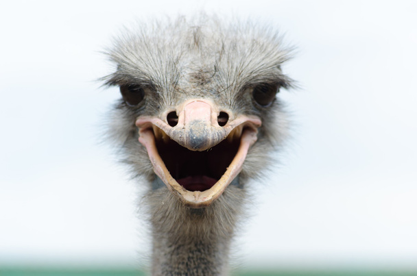 Big domestic ostrich - Фото, изображение
