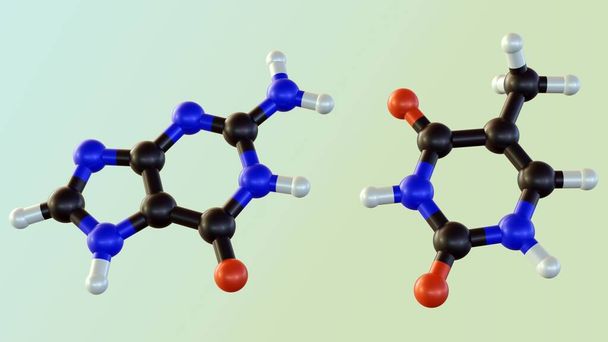 Izolované adeninové páry s thyminem se nacházejí v DNA 3d vykreslování - Fotografie, Obrázek