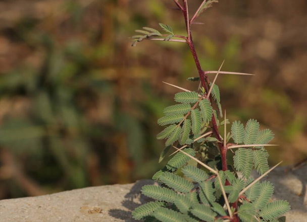 Mimosa plant closeup. Herbal plant. - Photo, Image