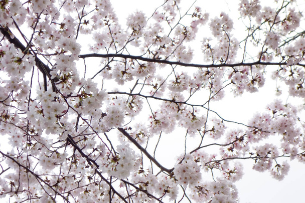 Gyönyörű tavaszi virágok a gyönyörű kertben, rózsaszín cseresznyevirágok - Fotó, kép