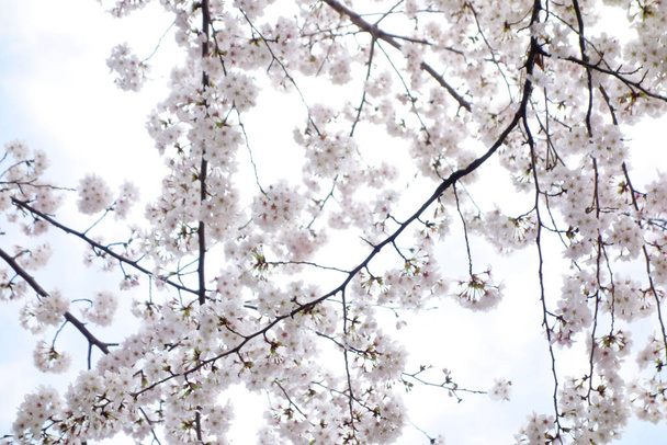 Gyönyörű tavaszi virágok a gyönyörű kertben, rózsaszín cseresznyevirágok - Fotó, kép