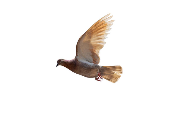 Каменный голубь расправляет крылья в воздухе. Движущаяся сцена летающего в воздухе скального голубя на белом фоне. - Фото, изображение