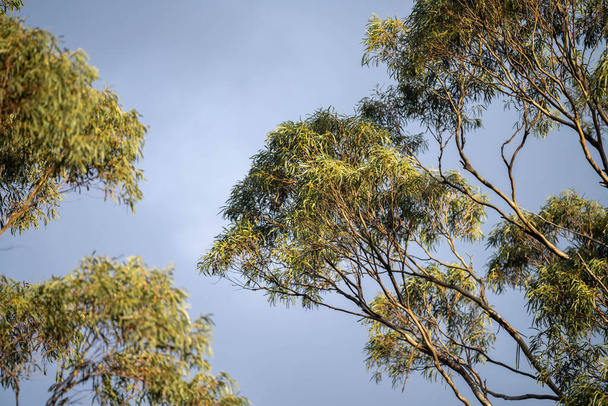 Листья десны в кустах Австралии весной - Фото, изображение