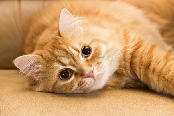 Vörös macska - Fotó, kép