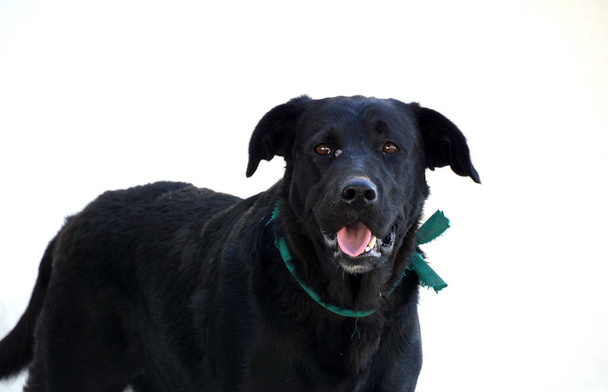Egy fekete kóbor kutya portréja. - Fotó, kép