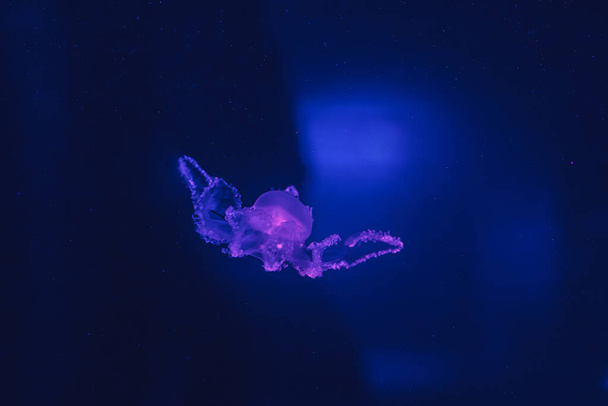 chupito submarino de hermosas medusas de mármol / Lychnorhiza Lucerna de cerca - Foto, Imagen