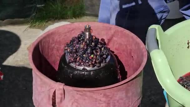 Il processo di produzione di vino d'uva fatto in casa. Un viticoltore carica l'uva schiacciata in un torchio idraulico. - Filmati, video