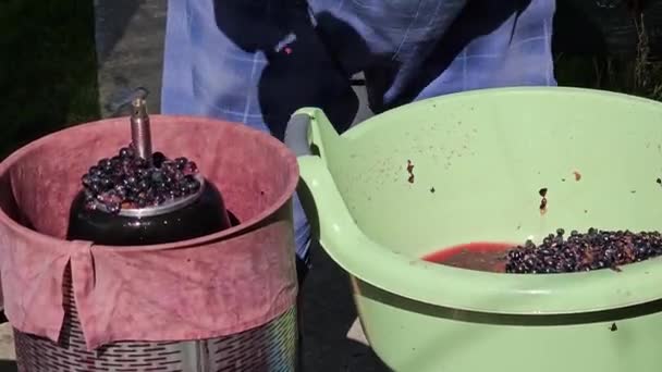 Het proces van het maken van zelfgemaakte druivenwijn. Een wijnmaker laadt verbrijzelde druiven in een hydraulische pers. - Video