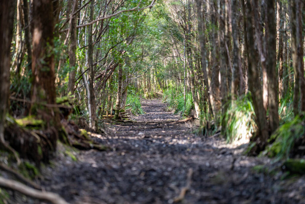 trilha a pé em um parque nacional na tasmânia austrália na primavera - Foto, Imagem