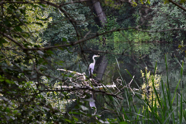 Heron u jezera Fennsee v sousedství Wilmersdorf v Berlíně, hlavní město Německa - Fotografie, Obrázek