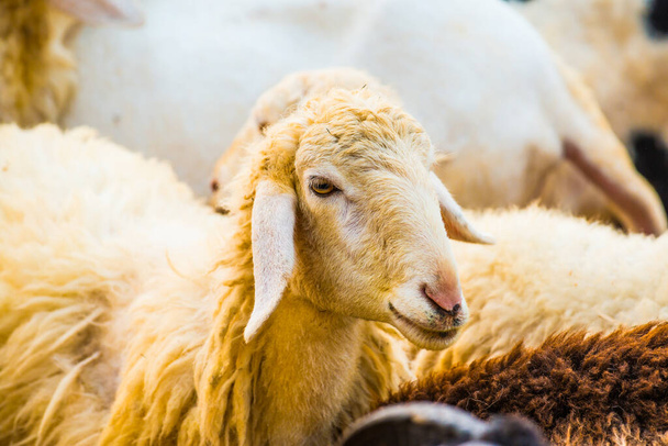 Cara de oveja, Tailandia. - Foto, Imagen
