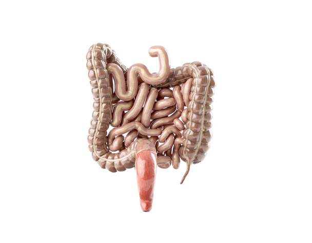 Zadní pohled na tlusté a tenké střevo izolované na bílém. 3D ilustrace lidských vnitřních orgánů - střeva - Fotografie, Obrázek