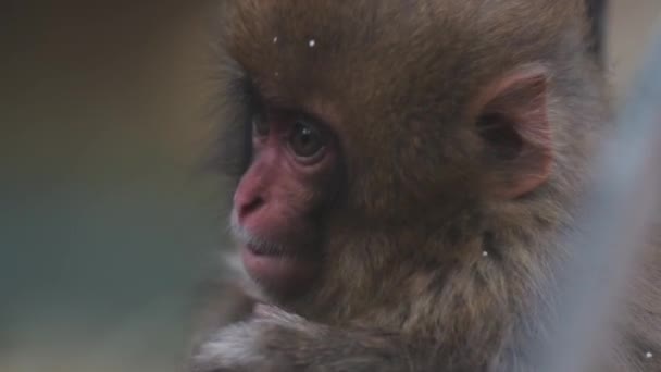  Makak japoński, małpa śnieżna - Materiał filmowy, wideo