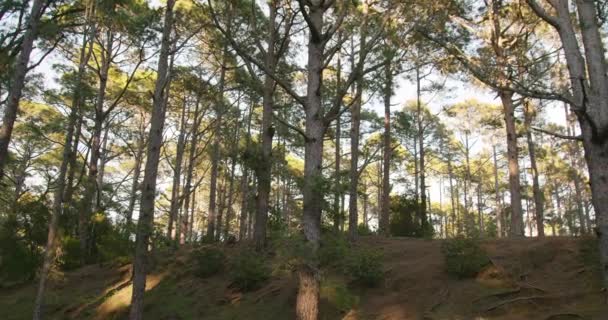 Alacsony szög pan jobb kilátás a magas tűlevelű fák növekvő napsütötte dombon a nyári napon az erdőben - Felvétel, videó