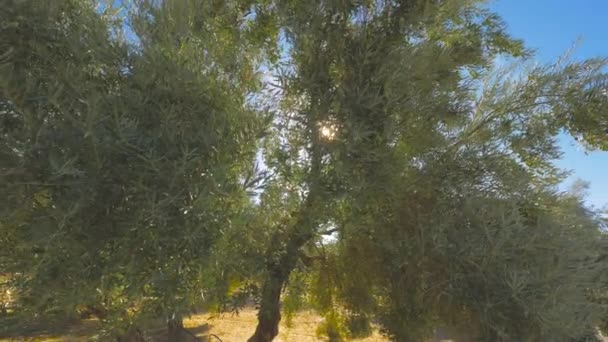Olivos huerto en día soleado - Imágenes, Vídeo