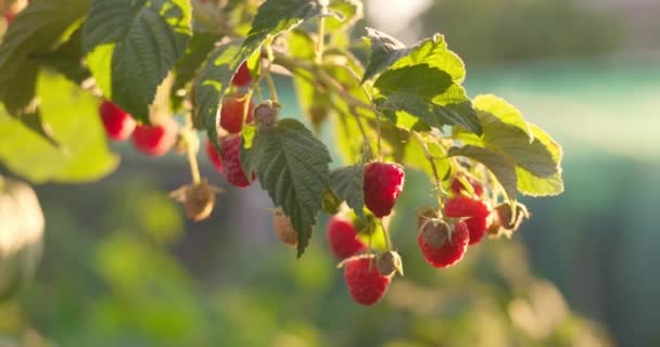 Framboesas maduras vermelhas em um ramo de um arbusto de framboesa no verão. Imagens 4k de alta qualidade - Filmagem, Vídeo