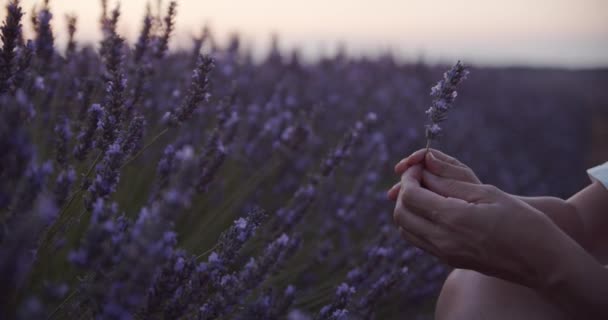 Unerkennbare Mutter steht bei Sonnenuntergang auf blühendem Feld und gibt Kind Lavendelblume - Filmmaterial, Video