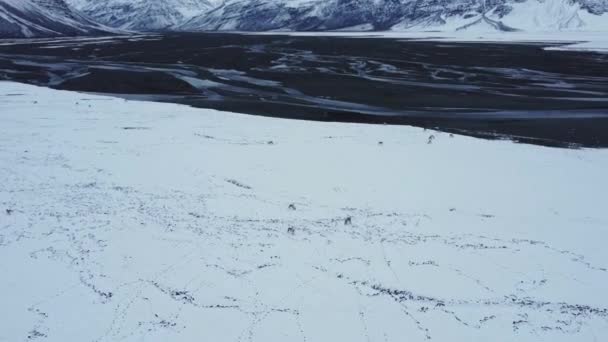 Pohled na stádo sobů pasoucích se na sněhovém pohoří v zamračený zimní den na Islandu - Záběry, video