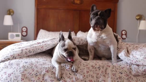 Adorables Bulldogs franceses tumbados en la cama bajo una manta suave y descansando en casa mientras miran la cámara - Metraje, vídeo