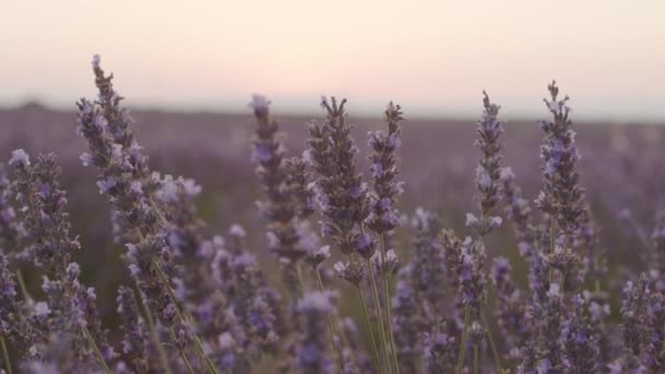 bellissimi fiori di lavanda nel campo al tramonto  - Filmati, video