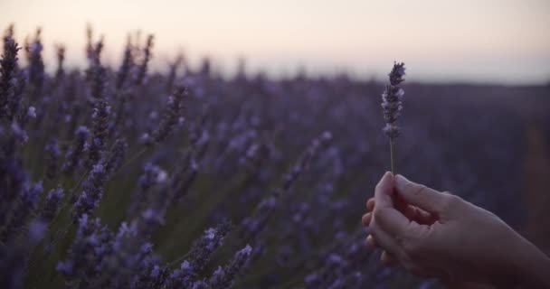 Tunnistamaton äiti seisoo kukkiva kenttä auringonlaskun ja antaa lapsi laventeli kukka - Materiaali, video