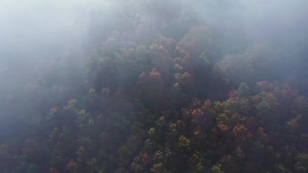 Αεροφωτογραφία των πολύχρωμων δέντρων που αναπτύσσονται σε καταπράσινο δάσος κάτω από πλωτά σύννεφα την ηλιόλουστη ημέρα του φθινοπώρου στην Torla - Πλάνα, βίντεο