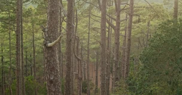 Śledzenie ujęcia dojrzałego mężczyzny w luźnych ubraniach z plecakiem i kijem wędrówki po zielonym lesie w ciągu dnia - Materiał filmowy, wideo