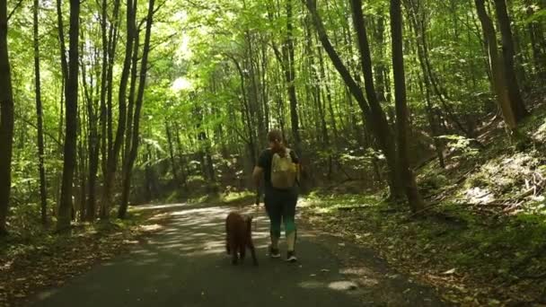 İrlandalı köpeği olan kayıp bir kadın ormanda yürüyor. Yaz mevsiminde ormanda yürüyüş. Yüksek kaliteli FullHD görüntüler - Video, Çekim