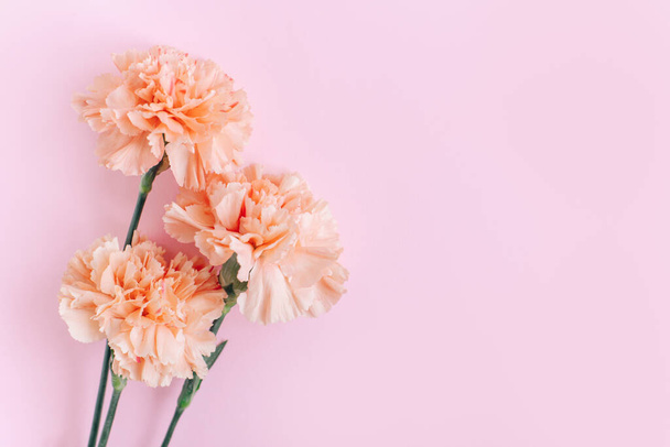 Όμορφα λουλούδια από παστέλ γαρύφαλλο ροδάκινο σε ροζ φόντο. Θέση για κείμενο. Επίπεδη. - Φωτογραφία, εικόνα