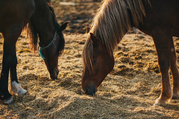 Portrait de chevaux qui travaillent dans un enclos au coucher du soleil. Chevaux repos après le travail. - Photo, image