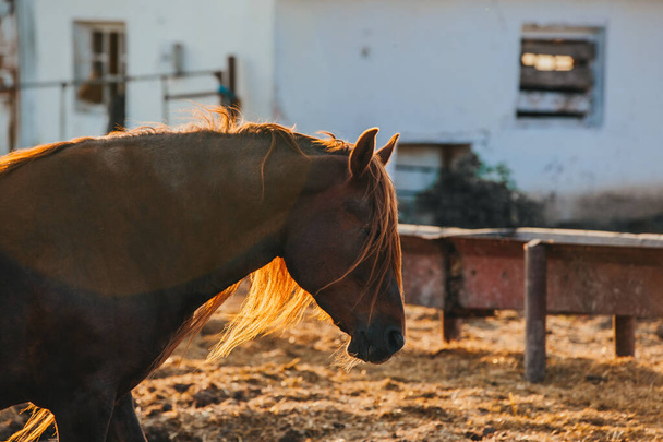 Gros plan d'un cheval en activité au coucher du soleil. - Photo, image