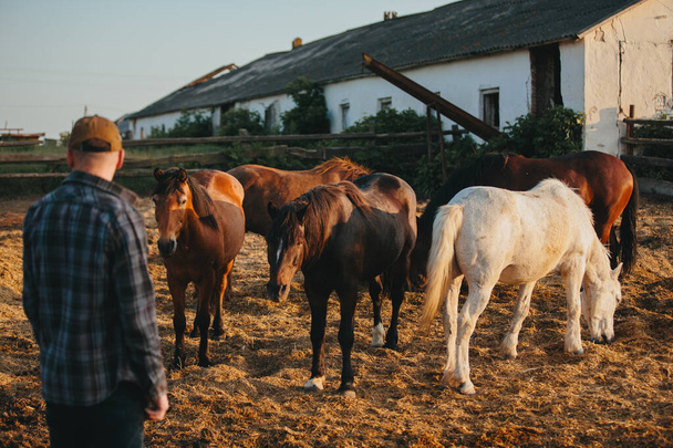 Un joven granjero cerca de una manada de caballos en una granja. Retrato de un joven barbudo sobre el fondo de los caballos al atardecer. - Foto, Imagen