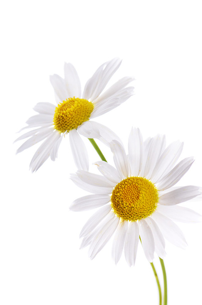 The beautiful daisy isolated on white - Foto, imagen
