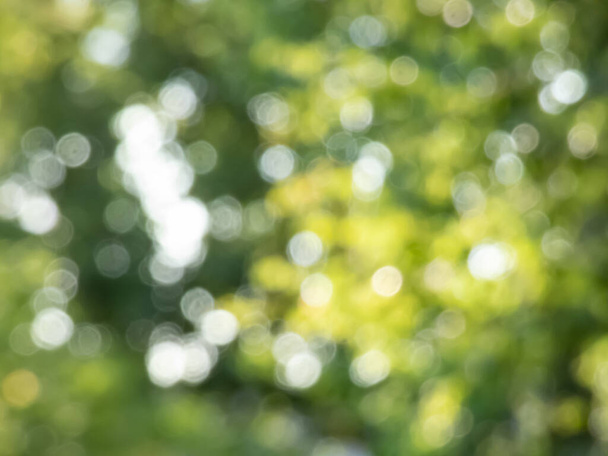 Zielony efekt bokeh i celowo rozmyty widok światła słonecznego przez zielone liście. Zielone, rozmazane tło z fotograficznym efektem bokeh w pięknych kolorach natury - Zdjęcie, obraz