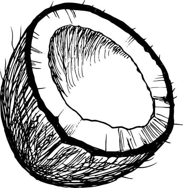 ilustração de coco desenhado à mão - Vetor, Imagem