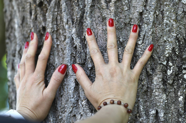 Mujer en el bosque - manos abrazando tronco de árbol en el bosque. Francia.  - Foto, Imagen