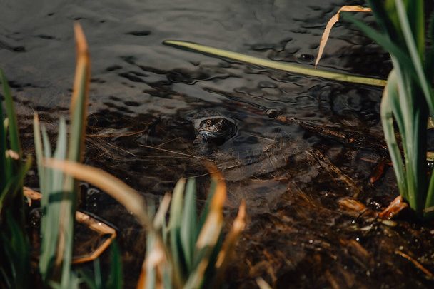 春に池でカエルローのいくつかの層, 水で泳ぐ一般的なかわいい巨大なカエルカップルのカップル, 胚タダポールクローズアップ, カエルポーン, マッチングカエル, プラハのペトリンパーク, 晴れた日 - 写真・画像