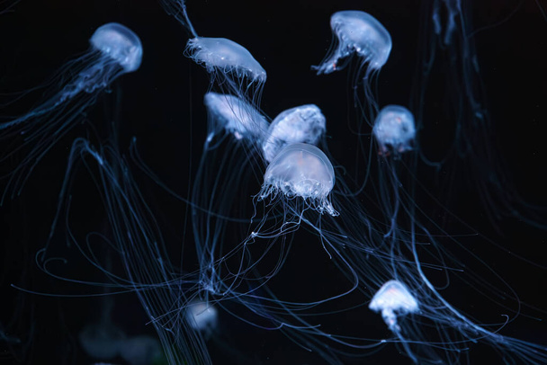 Urtiga marinha atlântica, Chrysaora quinquecirrha, urtiga marinha de custo leste. Grupo de medusas fluorescentes nadando em aquário com luz de néon azul. Theriology, biodiversidade, vida submarina, organismo aquático - Foto, Imagem