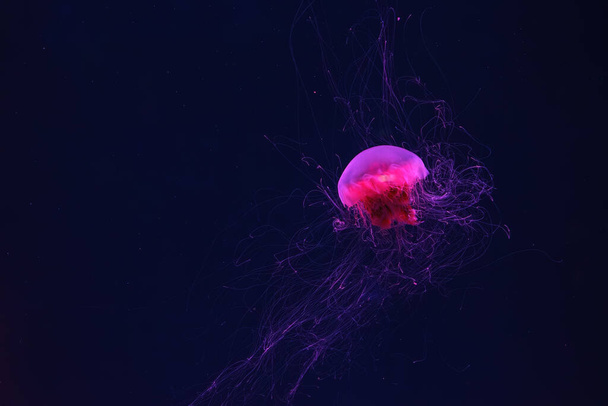 Medusas fluorescentes nadando en la piscina del acuario submarino con luz de neón roja. La medusa melena del León, Cyanea capillata también conocida como medusa gigante, medusa roja ártica, jalea capilar - Foto, imagen