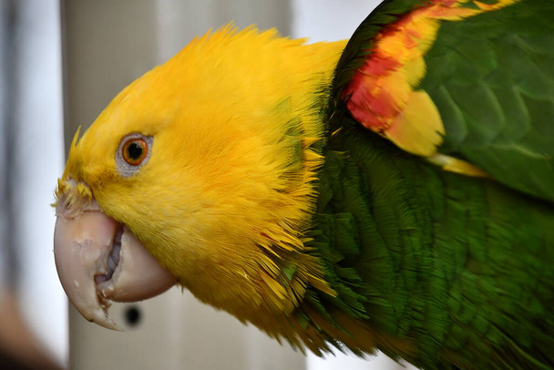 Un perroquet amazonien à tête jaune - Photo, image
