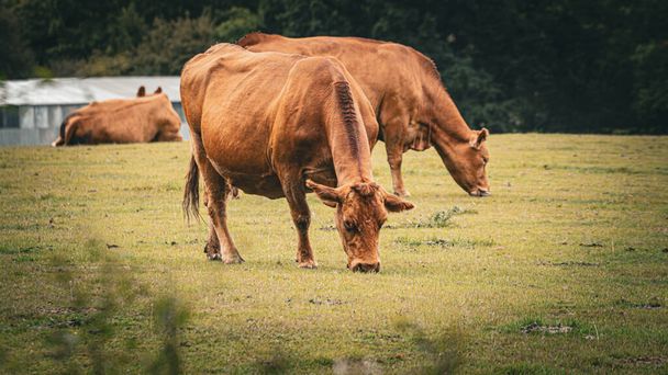 Een pittoresk tafereel van bruin vee rustig grazend in een weelderige groene weide. Dit landelijke landschap vangt de essentie van de melkveehouderij in het hart van het platteland. - Foto, afbeelding
